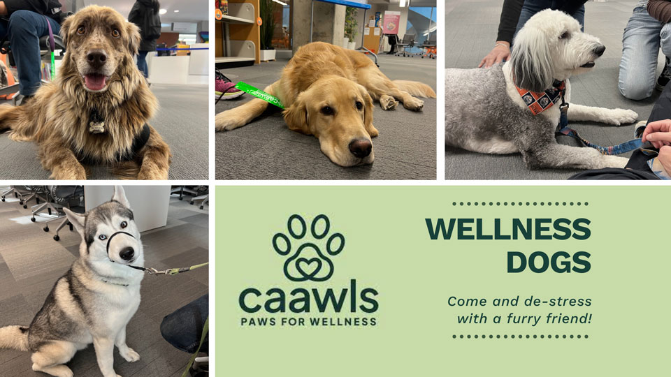 Pet Therapy – CAAWLS Wellness Dogs Image